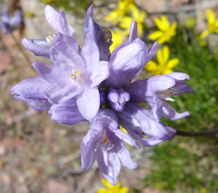 hyacinth2