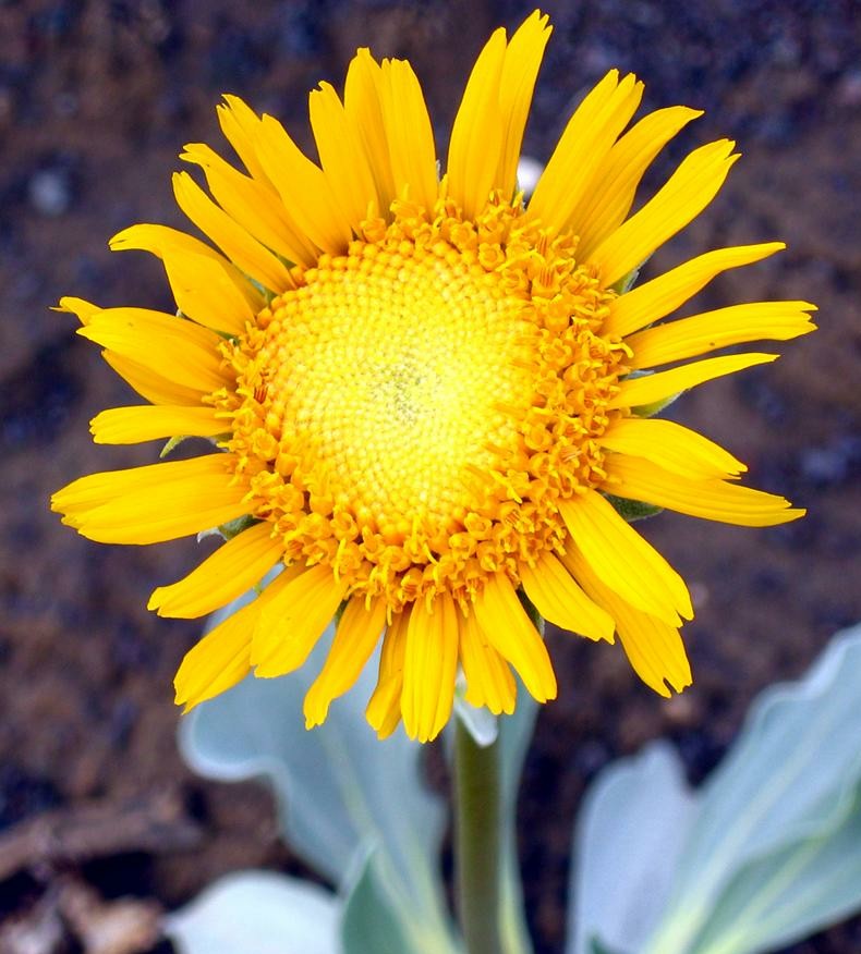 Sun_Flower (Custom)