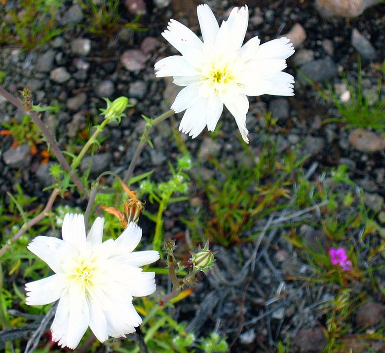 Two-White-Flowers (Custom)