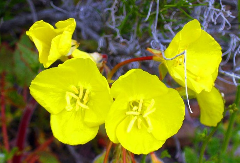 Yellow-Flower (Custom)